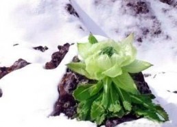 千山雪莲图片,冰封雪域中的高原仙子